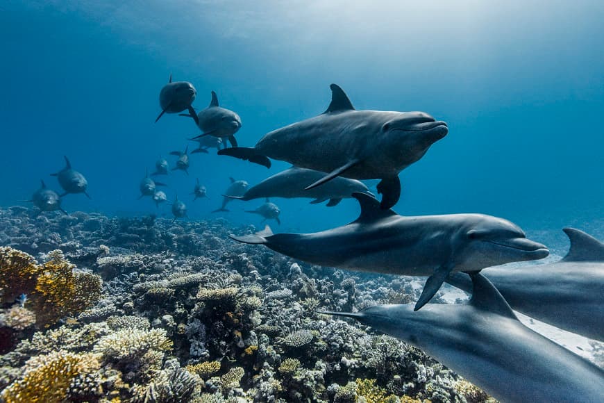 Image of Dolphins swimming over coral in ocean